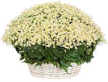 Цветочная композиция из Ромашки в корзине #REPLACE_PRED# Мглине